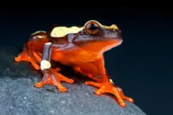 Prachtlaubfrosch, Dendropsophus leucophyllatus