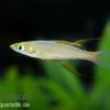 Prachtregenbogenfisch, Iriatherina werneri