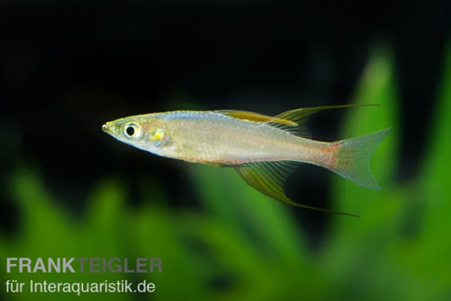 Prachtregenbogenfisch, Iriatherina werneri