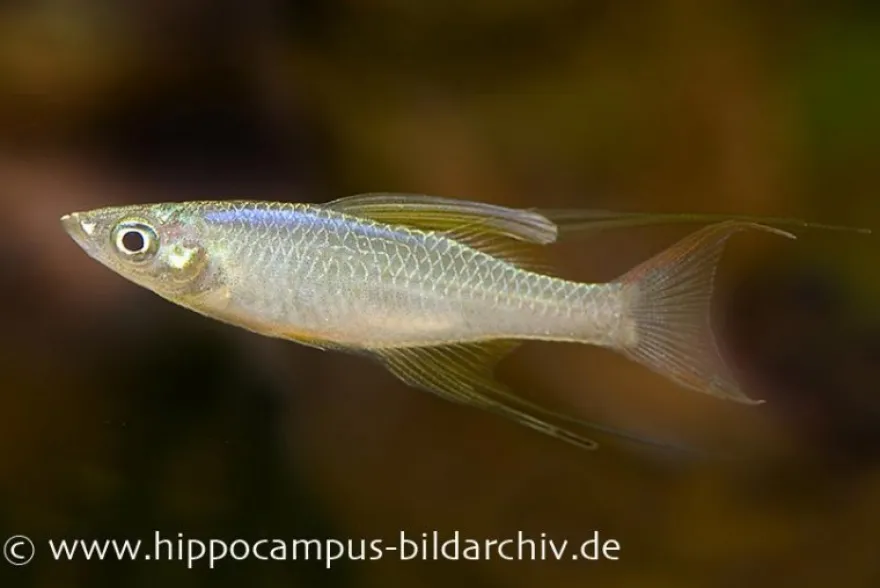 Prachtregenbogenfisch, Iriatherina werneri