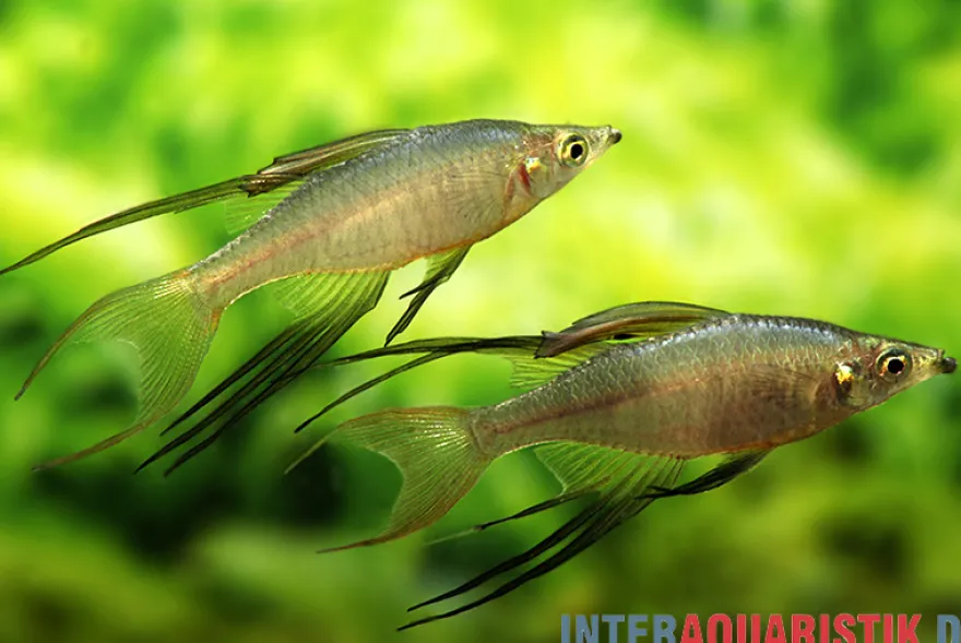 Prachtregenbogenfisch, Iriatherina werneri