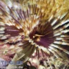 Pracht-Röhrenwurm, Sabellastarte magnifica