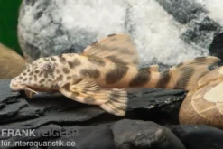 Pracht-Zwergschilderwels, L387, Ancistomus sp.