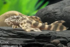 Pracht-Zwergschilderwels, L387, Ancistomus sp.