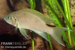 Prinzessin von Sambia, Neolamprologus daffodil, DNZ