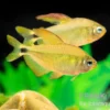 Procyon-Salmler, Hyphessobrycon procyon