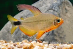Procyon-Salmler, Hyphessobrycon procyon