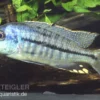 Protomelas spilonotus "Mbenji", DNZ