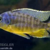 Protomelas steveni "Tiger"