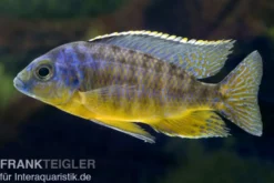Protomelas steveni "Tiger"