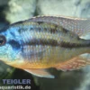 Protomelas taeniolatus boadzulu "Red Empress"