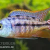 Protomelas taeniolatus "Boadzulu", 4-5 cm