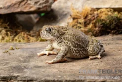 Präriekröte, Bufo cognatus