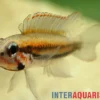 Psammophila-Zwergbuntbarsch, Apistogramma psammophila