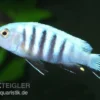 Pseudotropheus kingsizei maingano (Metriaclima pulpican), 3-4 cm DNZ