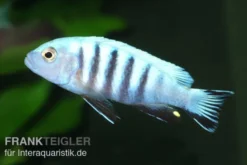 Pseudotropheus kingsizei maingano (Metriaclima pulpican), 3-4 cm DNZ