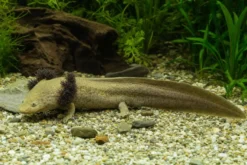 Pátzcuaro-Querzahnmolch, Ambystoma dumerilii