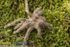 Puerto Rico Baumvogelspinne, Caribena laeta