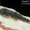 Punktierter Flossensauger, Gastromyzon punctulatus