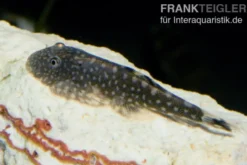 Punktierter Flossensauger, Gastromyzon punctulatus