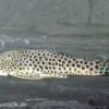 Punktierter Gebirgsharnischwels, L148, L445, Chaetostoma sp.
