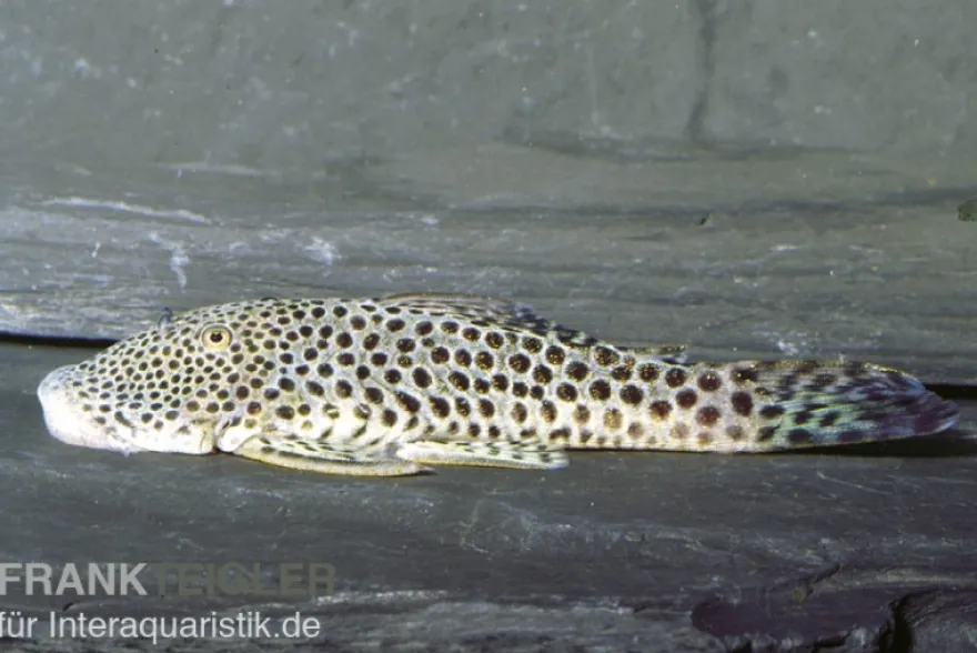 Punktierter Gebirgsharnischwels, L148, L445, Chaetostoma sp.