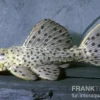 Punktierter Kaktuswels, L160, Pseudacanthicus cf. spinosus, 10-14 cm