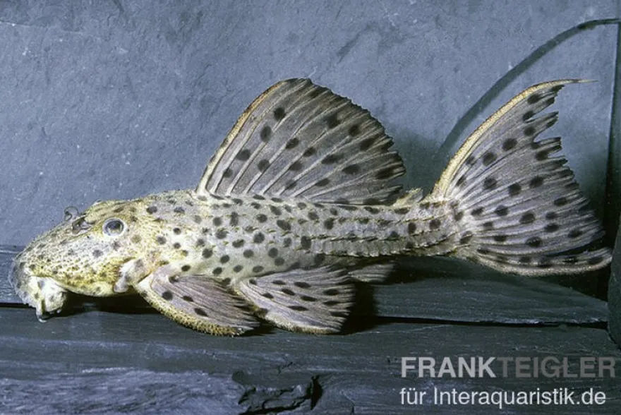 Punktierter Kaktuswels, L160, Pseudacanthicus cf. spinosus, 10-14 cm