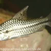 Punktierter Kopfsteher, Chilodus punctatus
