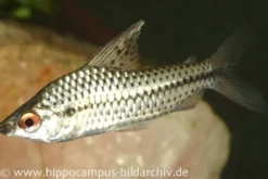 Punktierter Kopfsteher, Chilodus punctatus