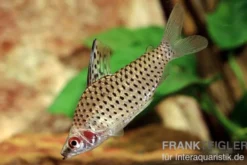 Punktierter Kopfsteher, Chilodus punctatus