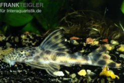 Punktierter Zwergschilderwels, L006, Peckoltia oligospila