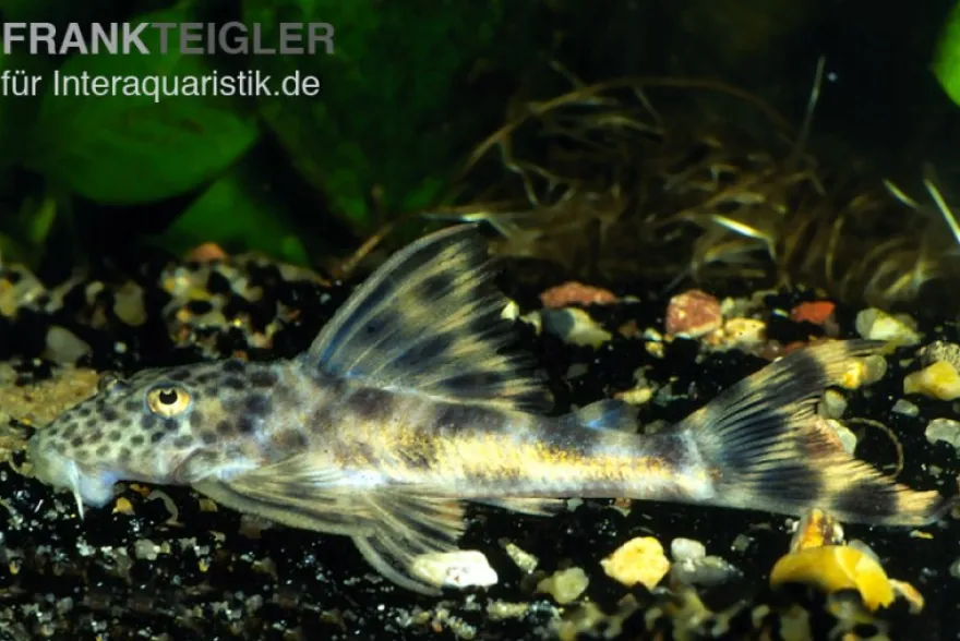 Punktierter Zwergschilderwels, L006, Peckoltia oligospila