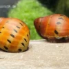 Punktnapfschnecke, Neritina semiconica