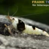 Pure Black Line Garnele, Grade A-S Mix, Caridina logemanni