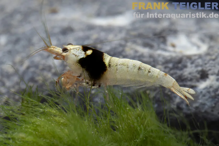 Pure Black Line Garnele, Grade A-S Mix, Caridina logemanni