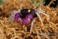 Purpuralba-Vampirkrabbe, Geosesarma sp. lilaweiss, Zufällig ausgewählt