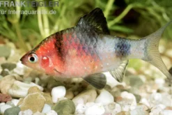 Purpurkopfbarbe, Puntius nigrofasciatus (Pethia nigrofasciata) S