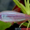 Purpurstreifen-Königssalmler, Inpaichthys parauapiranga
