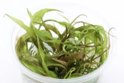 Purpur-Wasserkelch, Cryptocoryne x purpurea, In Vitro