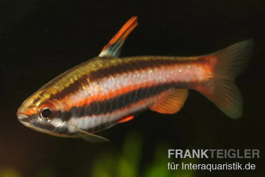 Purpurziersalmler, Nannostomus mortenthaleri