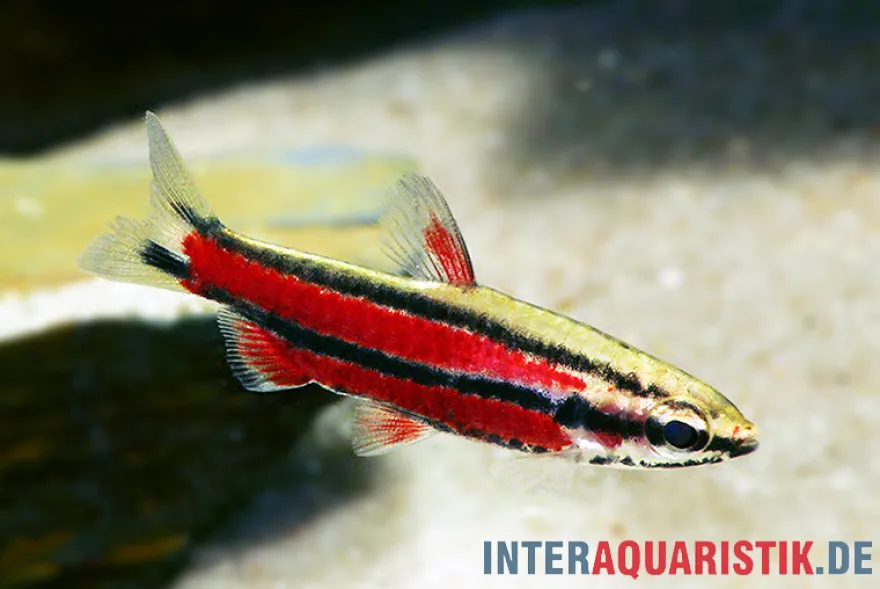 Purpur-Zwergziersalmler, Nannostomus rubrocaudatus