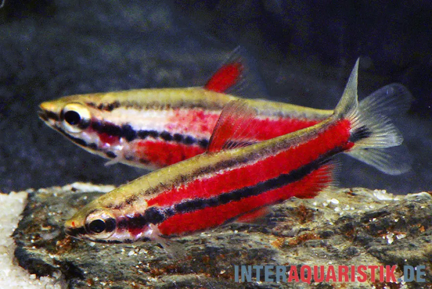 Purpur-Zwergziersalmler, Nannostomus rubrocaudatus
