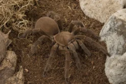 Queensland-Pfeifvogelspinne, Selenocosmia crassipes