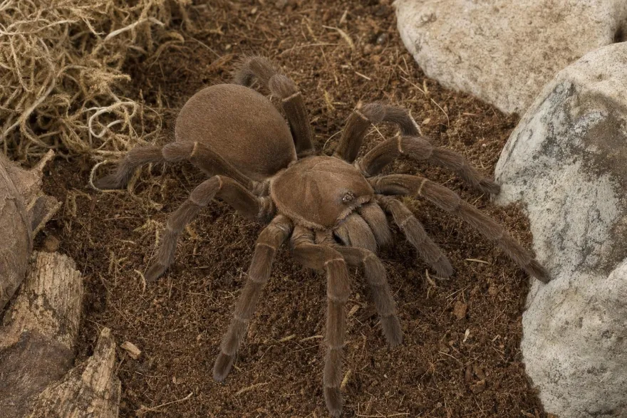 Queensland-Pfeifvogelspinne, Selenocosmia crassipes