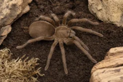 Queensland-Pfeifvogelspinne, Selenocosmia crassipes