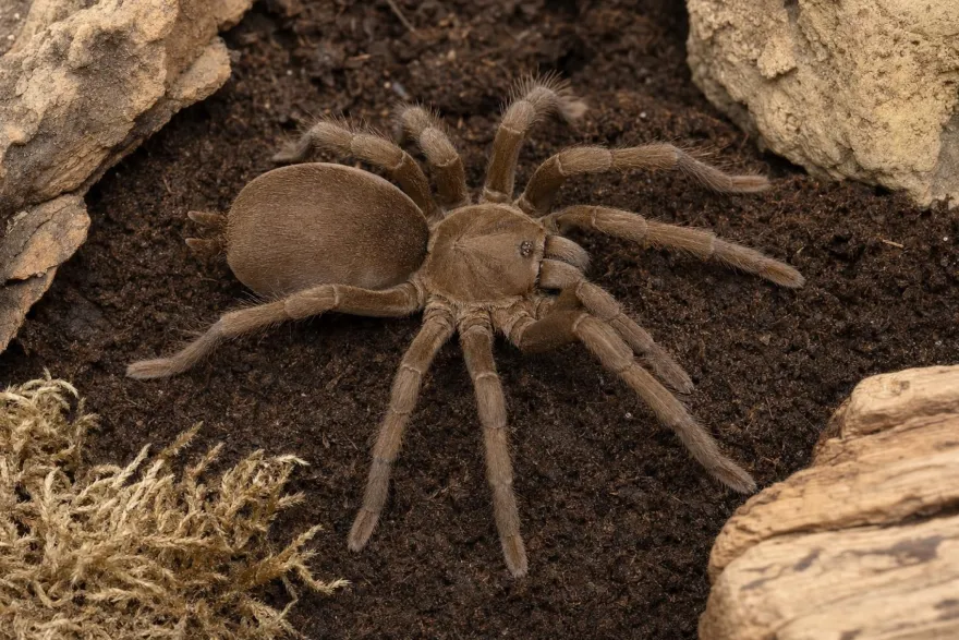 Queensland-Pfeifvogelspinne, Selenocosmia crassipes