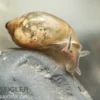 Quellblasenschnecke, Physa marmorata