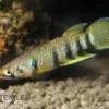 Querbandhechtling, Epiplatys dageti dageti