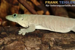 Querstreifentaggecko, Phelsuma standingi